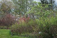 Sambucus racemosa, Ribes sanguineum et Rubus nutkanus dans un parterre de bois