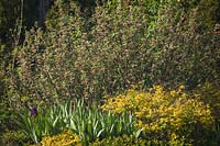 Parterre de fleurs avec Ribes sanguineum, Iris germanica et Spiraea japonica 'Limemound'