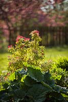 Pieris japonica 'Mountain Fire' et Rheum rhabarbarum - Rhubarbe - dans un parterre de fleurs