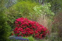 Rhododendron, Ajuga reptans Bugle - et Sambucus racemosa - Sureau rouge