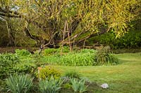 Vue sur parterres de fleurs avec: Spiraea betulifolia «Tor Gold», Iris germanica, Hemerocallis, Paeonia et Iris, au-delà de Salix lasiandra - Pacific Willow