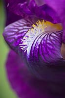 Iris germanica cv. - Détail de fleur d'iris barbu violet