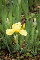 Iris pumila cv. - Iris barbu nain jaune