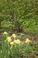 Iris pumila cv - Iris barbu nain jaune