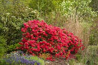 Rhododendron cv., Ajuga reptans, Sambucus racemosa - Rhododendron rouge encadré de Bugleweeds et de sureau rouge