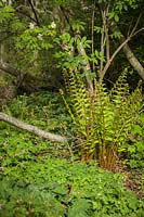 Sambucus racemosa, Oxalis oregana, Trillium kurabayashii - Sureau rouge au-dessus des fougères avec couvre-sol Redwood Sorrel et Giant Purple Wakerobin