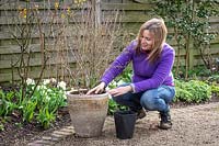 Garnir un pot de compost frais et d'engrais à libération contrôlée. Retirer le vieux compost. Syringa pubescens subsp. microphylla 'Superba' - Lilas
