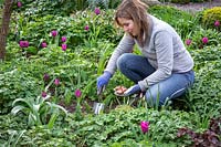Planter des bulbes à fleurs d'été dans un parterre de fleurs - Gladiolus 'Roma'