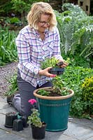Planter un pot de patio à fleurs d'été avec des plantes annuelles - Pelargoniums