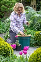 Planter un pot de patio à fleurs d'été avec des plantes annuelles - Pelargoniums