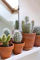 Différentes variétés de cactus dans de petits pots en terre cuite