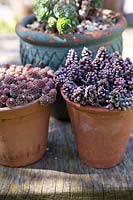 Collection de plantes succulentes dans des pots en terre cuite