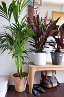 Howea forsteriana - Kentia palm, plante de serpent à sonnette - Calathea lancifolia et plante de paon - Calathea Makoyana