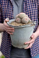 Personne tenant des cactus poussant dans un pot seau vintage
