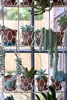 Burro's Tail, Sedum morganianum, Echeveria et plantes succulentes en porche