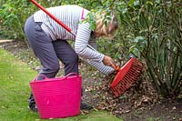 Ramasser les feuilles de rose tombées pour aider à prévenir les taches noires