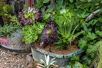 Réservoir en cuivre planté de variétés vertes et violettes d'Aeonium arboreum