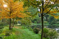 Arbres de couleur d'automne à côté d'un grand étang.