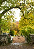 Feuillage d'automne sur Acer, Quercus et Fagus sylvatica haie entourant les murs de pierre au jardin des Arts et Métiers, High Moss, Portinscale, Cumbria, Royaume-Uni