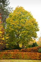 Feuillage d'automne sur une haie de hêtre Fagus sylvatica et un imposant chêne 'Quercus' dans le jardin à High Moss, Portinscale, Cumbria, Royaume-Uni