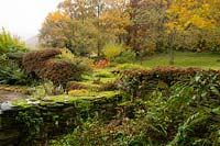 Cotoneaster poussant sur un mur de pierre couvert de mousse et feuillage d'automne sur les sycomores