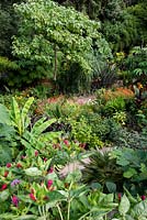 Vue vers le bas dans un jardin situé dans une vallée escarpée ou combe avec son propre microclimat abrité qui permet aux plantes exotiques tendres de s'épanouir