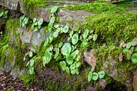 Umbilicus rupestris - Navelwort, Pennywort - poussant dans un mur moussu