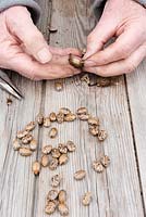 Libérer les graines de Ricinus communis de leurs gousses dures à l'aide de pinces