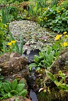 Étang avec Aponogeton distachyos - Aubépine d'eau - et Caltha palustris - Marsh Marigold