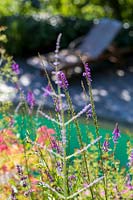 Linaria purpurea - Linaire pourpre - en parterre de fleurs