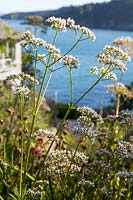 Valeriana officinalis - Valériane commune - dans un parterre de fleurs dans un jardin en bord de mer