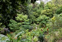 Jack Salway dans son jardin situé dans une vallée escarpée, avec son propre microclimat abrité qui permet aux tendres plantes exotiques de s'épanouir.
