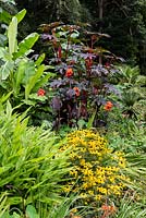 Parterre coloré dans un jardin subtropical, avec Ricinus communis, Canna 'General Eisenhower' et Rudbeckia.