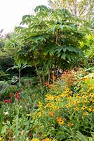 Tetrapanax papyrifer 'Rex' dans un jardin qui est situé dans une vallée escarpée, avec son propre microclimat abrité, qui permet aux plantes exotiques tendres de s'épanouir.