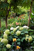 Vue à travers l'hortensia 'Annabelle' et Tetrapanax jusqu'à Cannas dans un jardin subtropical, qui est situé dans une vallée escarpée avec son propre microclimat abrité qui permet aux plantes exotiques tendres de s'épanouir.