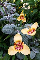 Tigridia pavonia - fleur de tigre paon