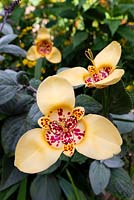 Tigridia pavonia - fleur de tigre paon
