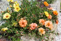 Portulaca grandiflora - Pourpier rose mousse