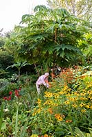 Jack Salway jardine sous Tetrapanax papyifera 'Rex', dans un jardin situé dans une vallée escarpée avec son propre microclimat abrité qui permet aux tendres plantes exotiques de s'épanouir.