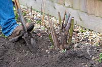 Rosa canina - jardinier déterrant une vieille racine d'églantier