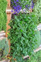 Gousses de jardinage verticales en bois avec des plants de fraises