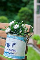 Dianthus blanc planté dans une petite boîte recyclée accrochée au dossier d'une chaise