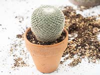 Rempotage sur cactus en bonne santé.