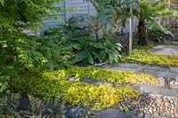 Parterre ombragé dans un jardin moderne au nord de Londres par Earth Designs, avec fougère arborescente Dicksonia antarctica, Rodgersia aesculifolia et Lysimachia nummularia 'Aurea '.
