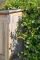 Trachelospermum jasminoides - Le jasmin étoilé grimpe aux côtés d'un hangar de rangement en bois dans un jardin moderne au nord de Londres par Earth Designs.