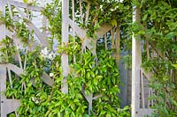 Les écrans décoratifs soutiennent l'escalade de Trachelospermum jasminoides dans un jardin moderne au nord de Londres par Earth Designs.