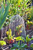 Cloche en fil métallique pour protéger les légumes des ravageurs comme les oiseaux et les lapins.