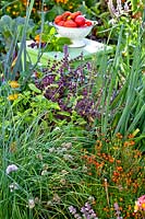 Parterre d'herbes avec ciboulette, basilic vert et violet, oignon gallois et soucis de chevalière. Tomates récoltées en arrière-plan.