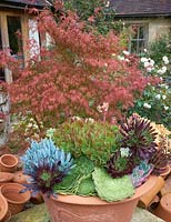 Plantes succulentes dans un grand pot en terre cuite.