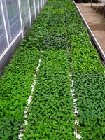 Bouchons de plantes annuelles de Verbena hybrida 'Twister' en serre en février, Norfolk, Royaume-Uni.